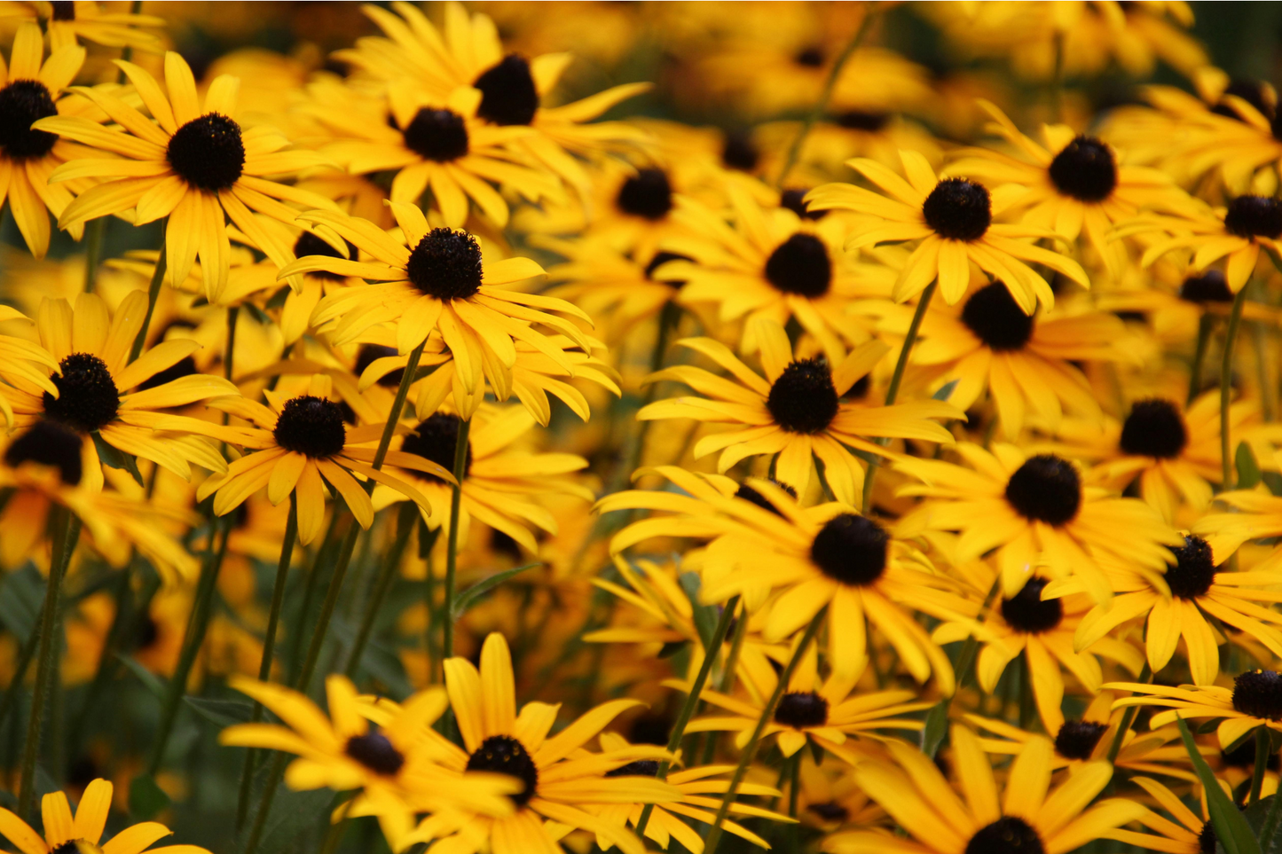 Sunny Midwest Garden for Narrow Spaces