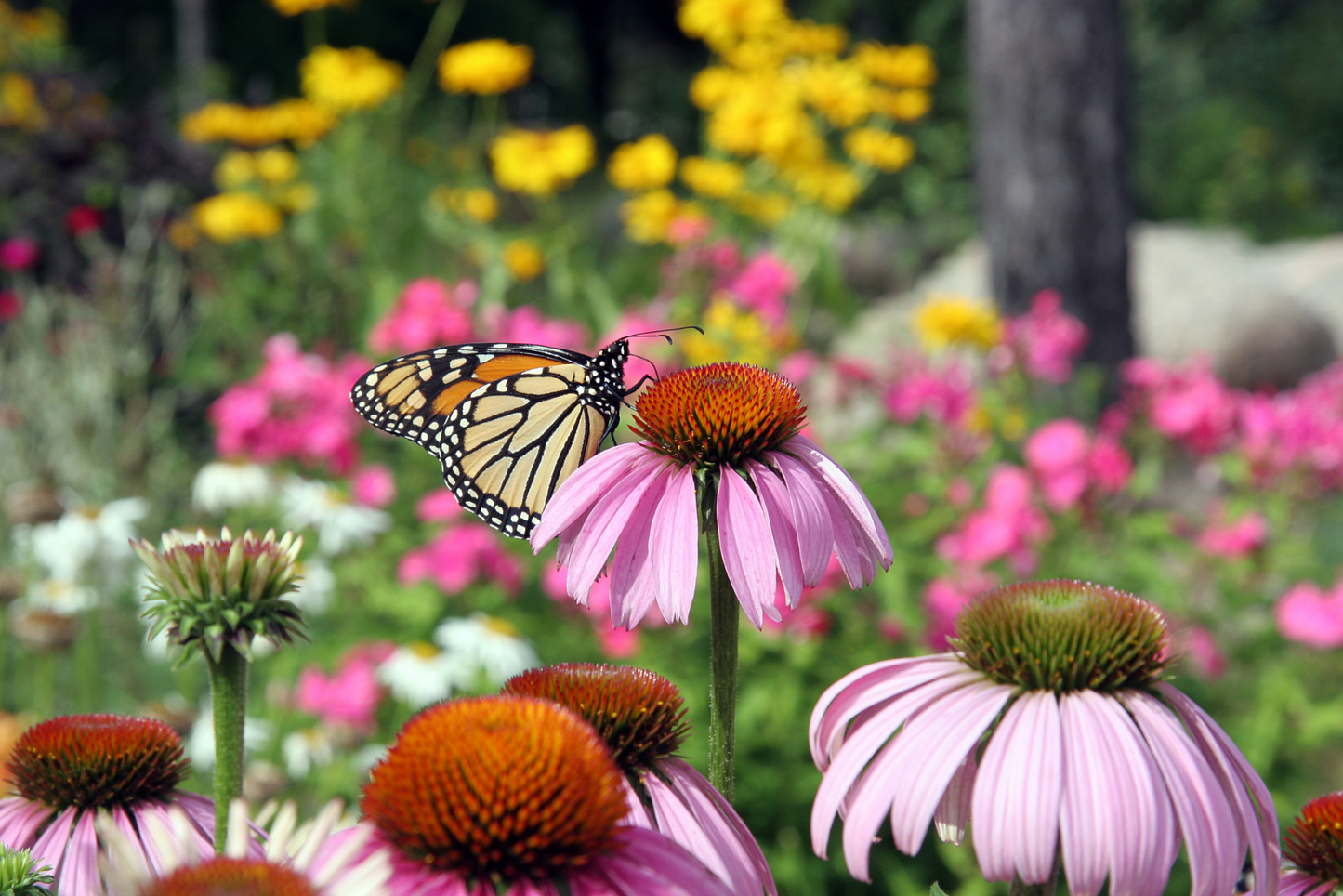 Sun-Kissed Cottage Garden