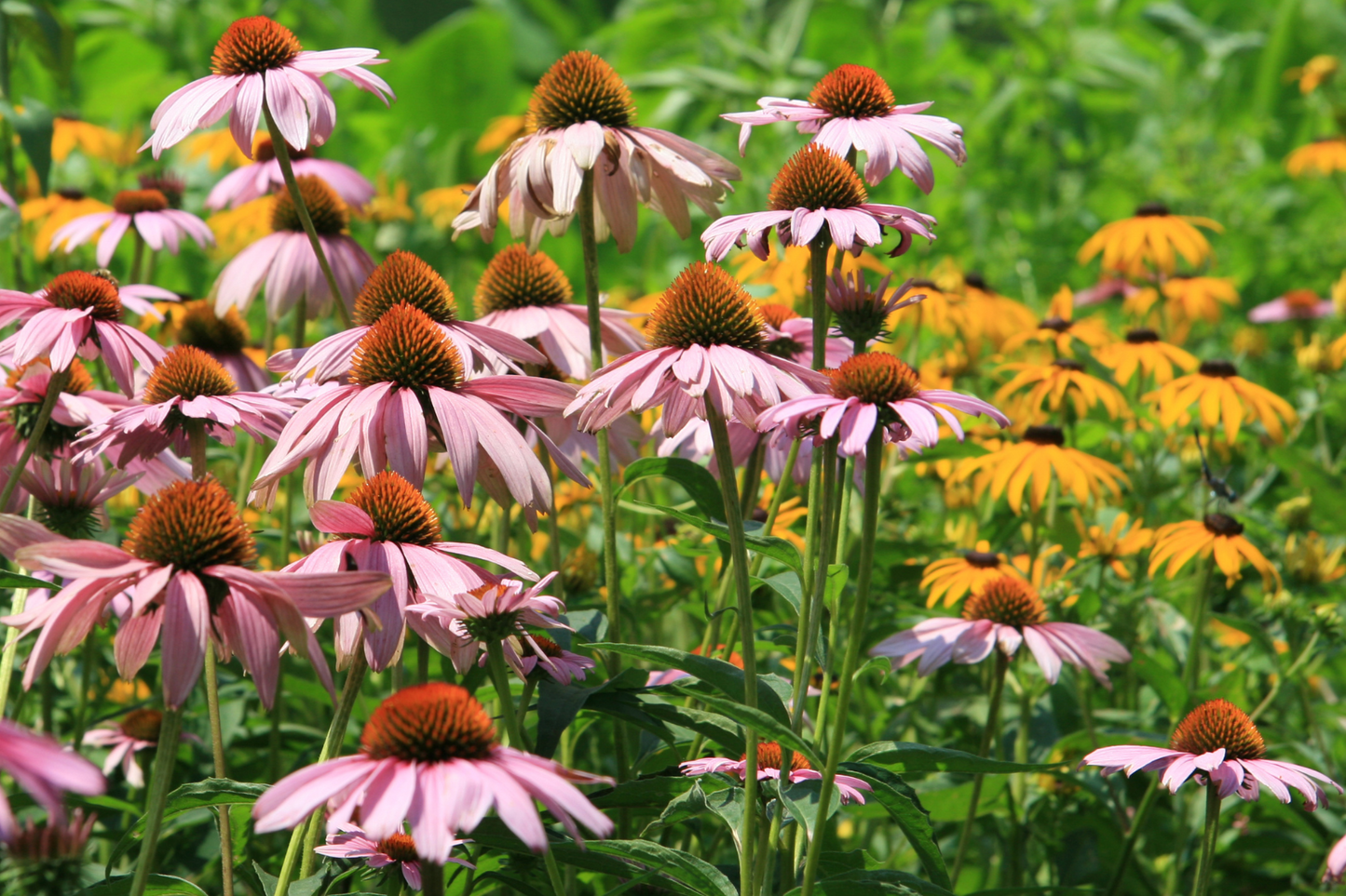 Sunny Midwest Garden for Narrow Spaces