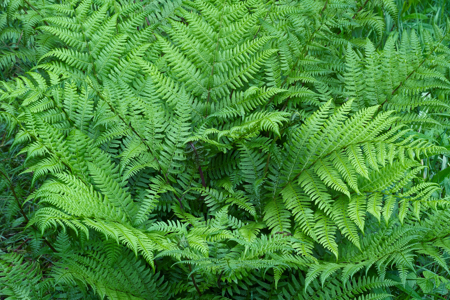 Shady Midwest Garden for Narrow Spaces