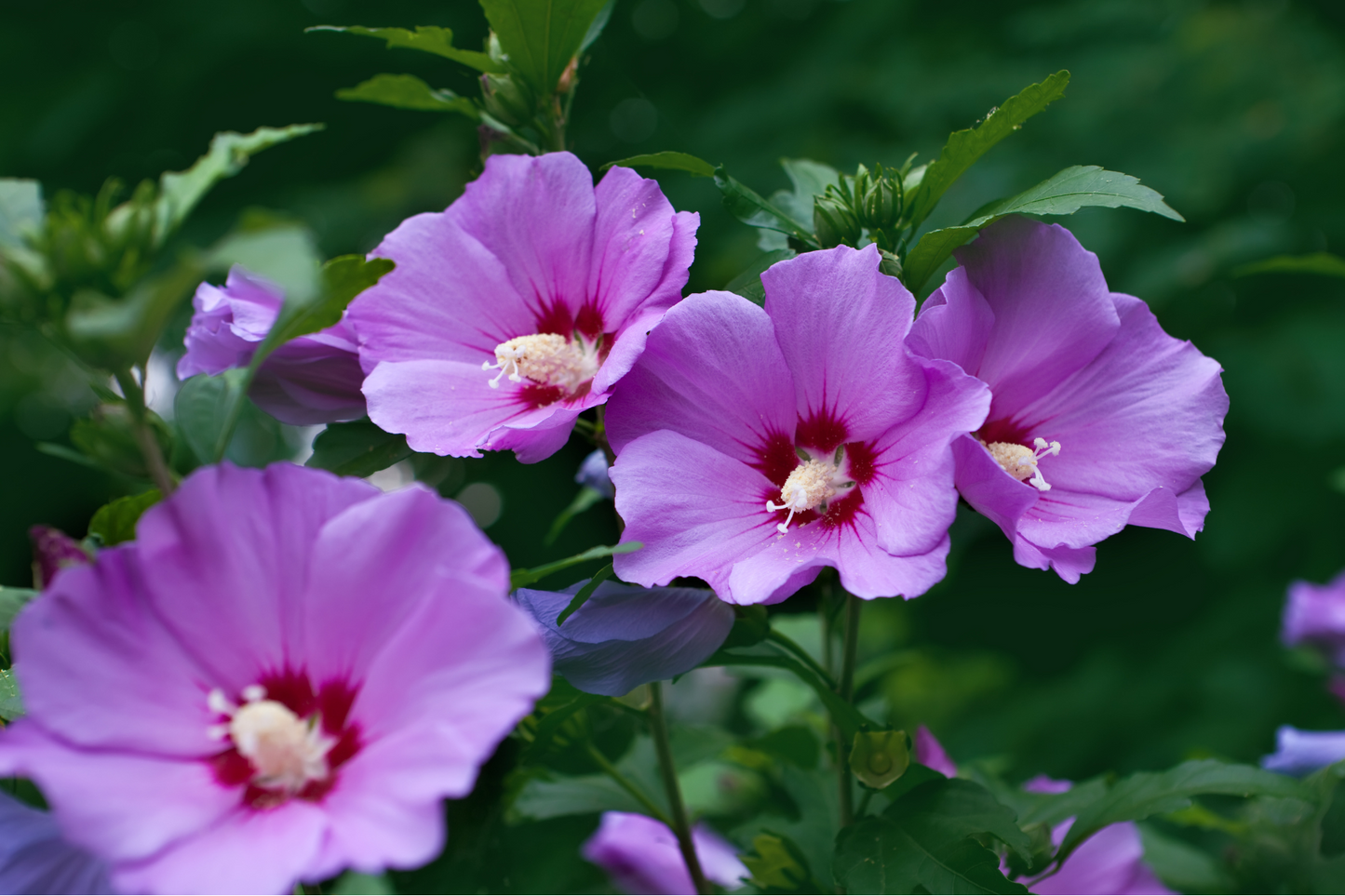 Sun-Kissed Cottage Garden