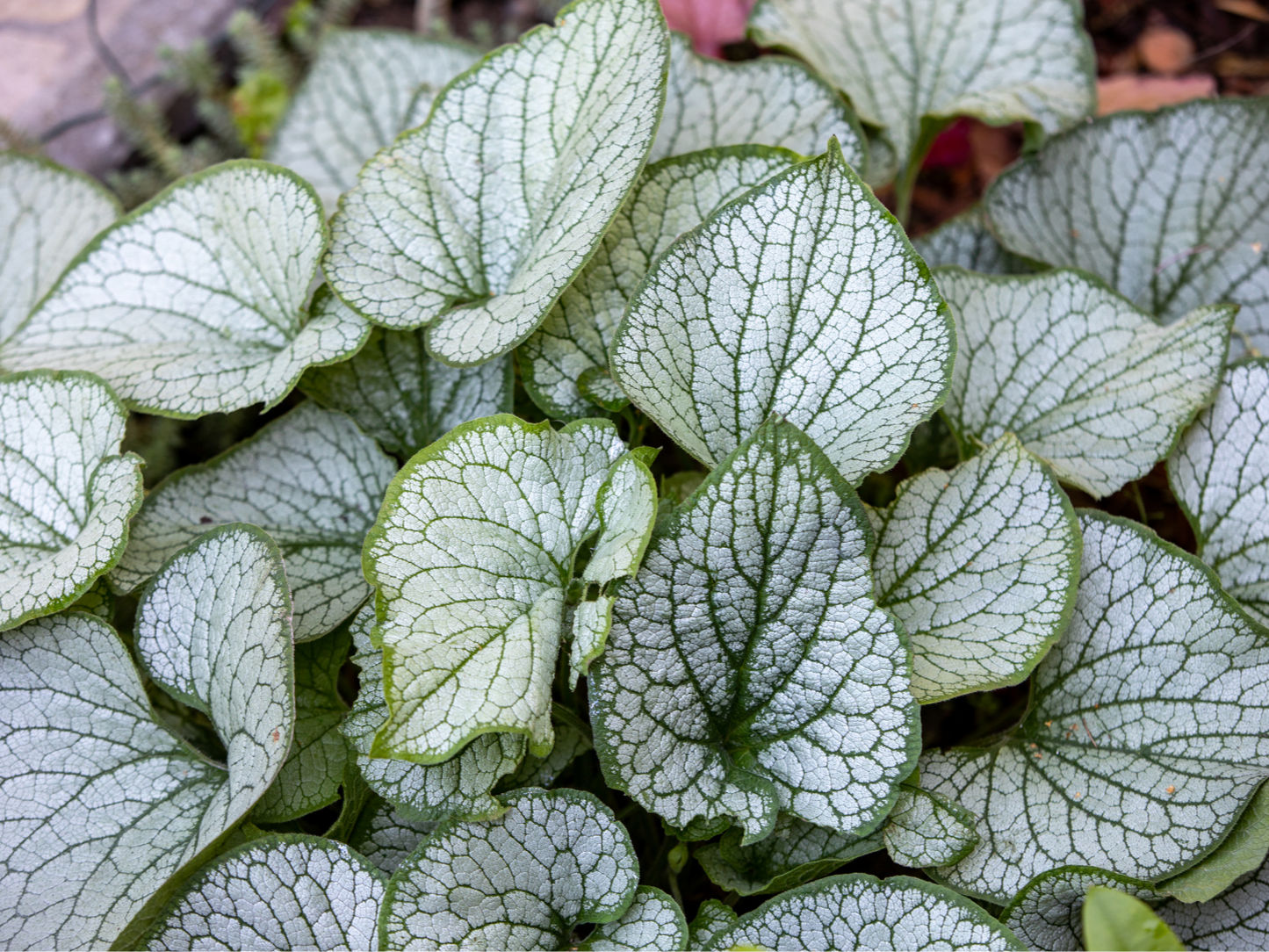 Shady Midwest Garden