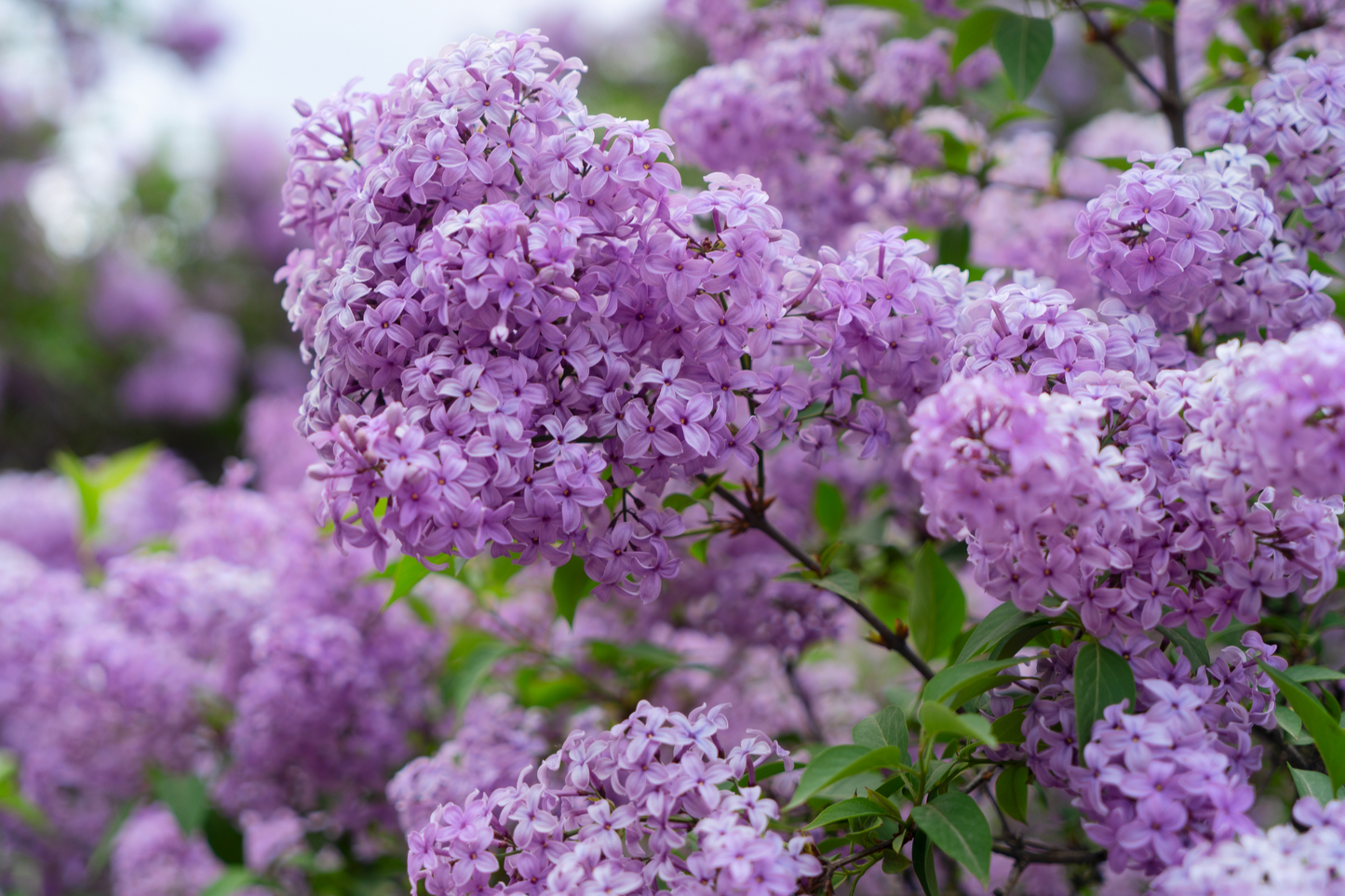 Sunny Midwest Garden