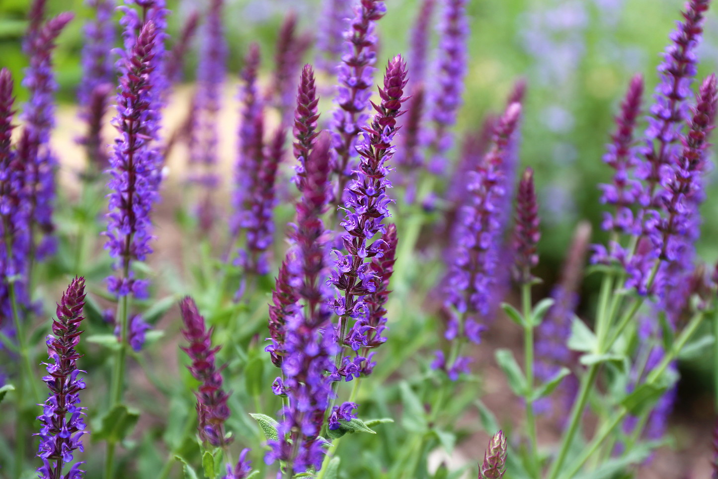 Sunny Midwest Garden