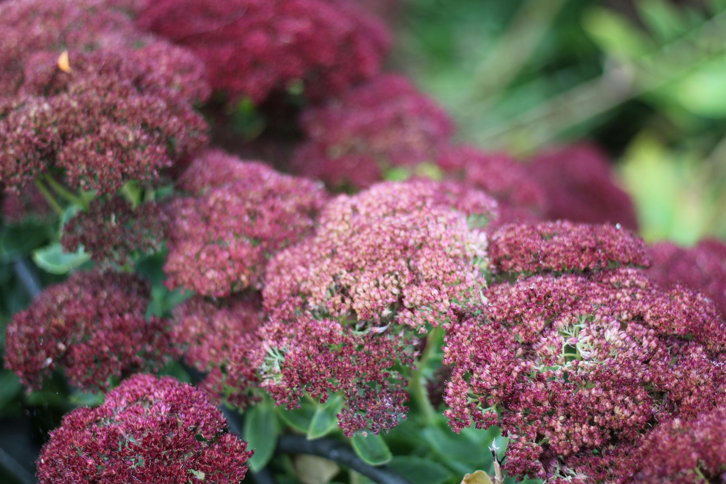 Sunny Midwest Garden
