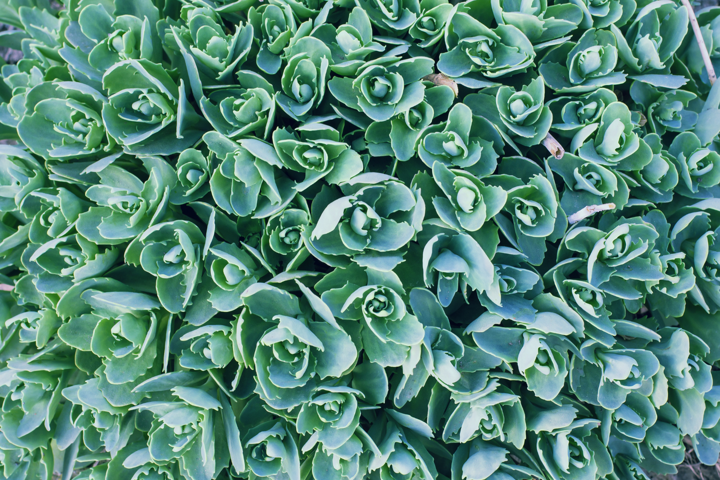Sunny Midwest Garden
