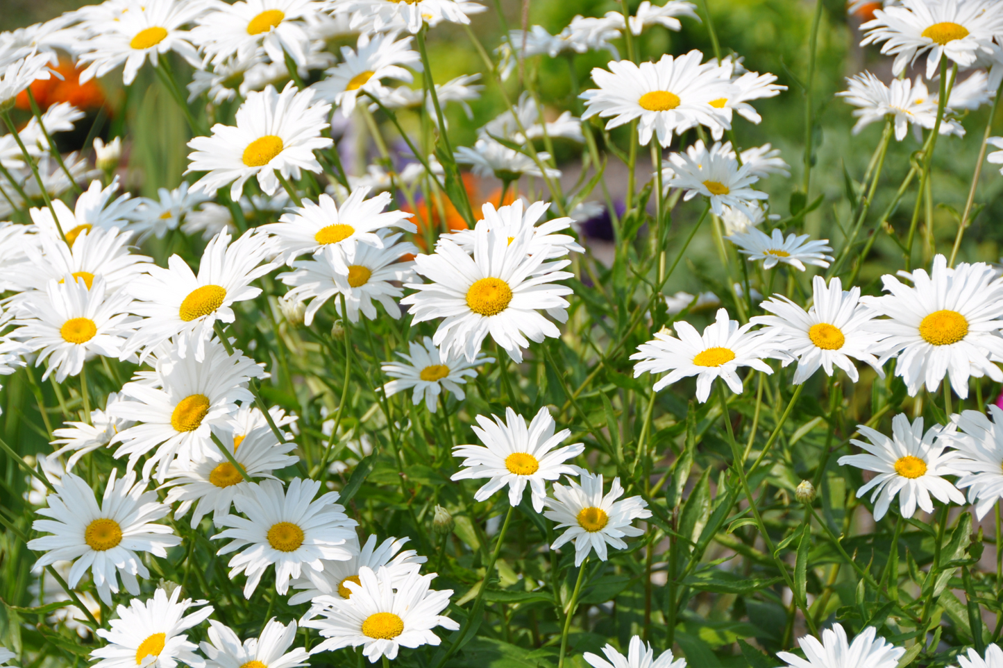 Sun-Kissed Cottage Garden for Narrow Spaces
