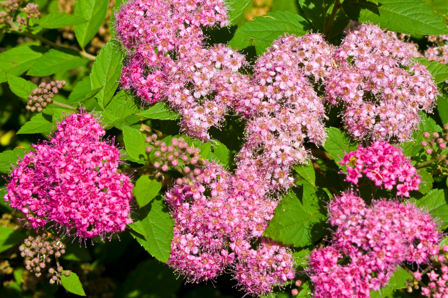 Sun-Kissed Cottage Garden
