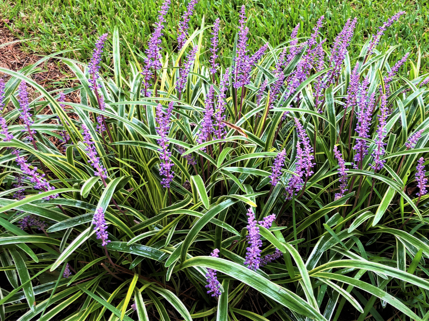 Shady Midwest Garden