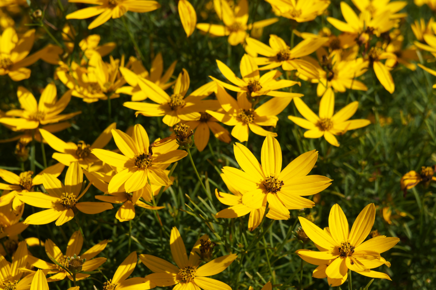 Sunny Midwest Garden