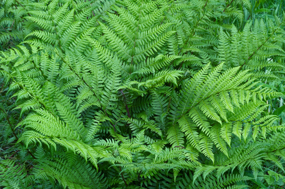 Shady Midwest Garden for Narrow Spaces