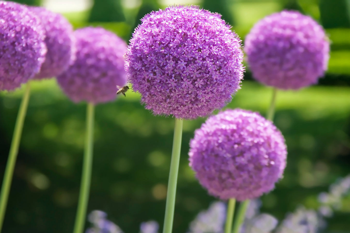 Sunny Midwest Garden