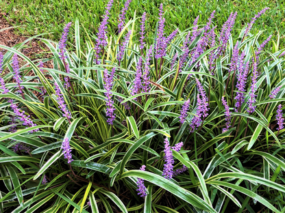 Shady Midwest Garden