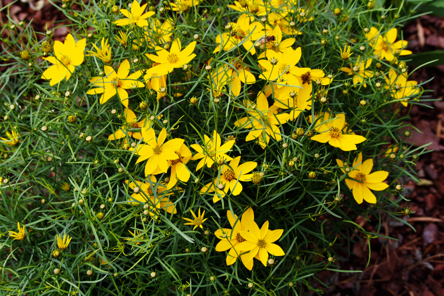 Sunny Midwest Garden