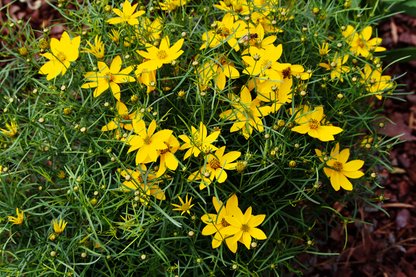 Sunny Midwest Garden
